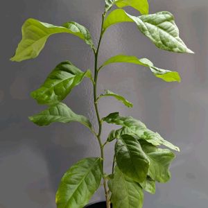 レモン,実生,botanical life,レモンの木,柑橘の画像