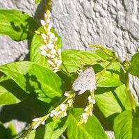 アイ,白い花,白い花♪,おうち園芸,つぼみに魅せられての画像