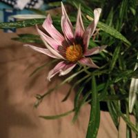 ローダンセマムの画像