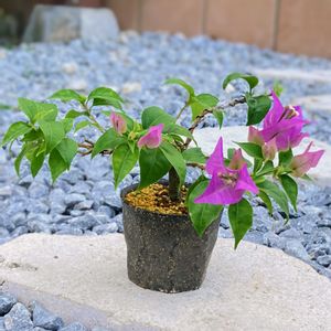 ハクチョウゲ,ブーゲンビリア,ブーゲンビリア,ブーゲンビリア,ブーゲンビリア 白の画像