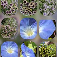 アサガオ,タマスダレ,タマスダレ,サフィニア,セイロンライティアの画像