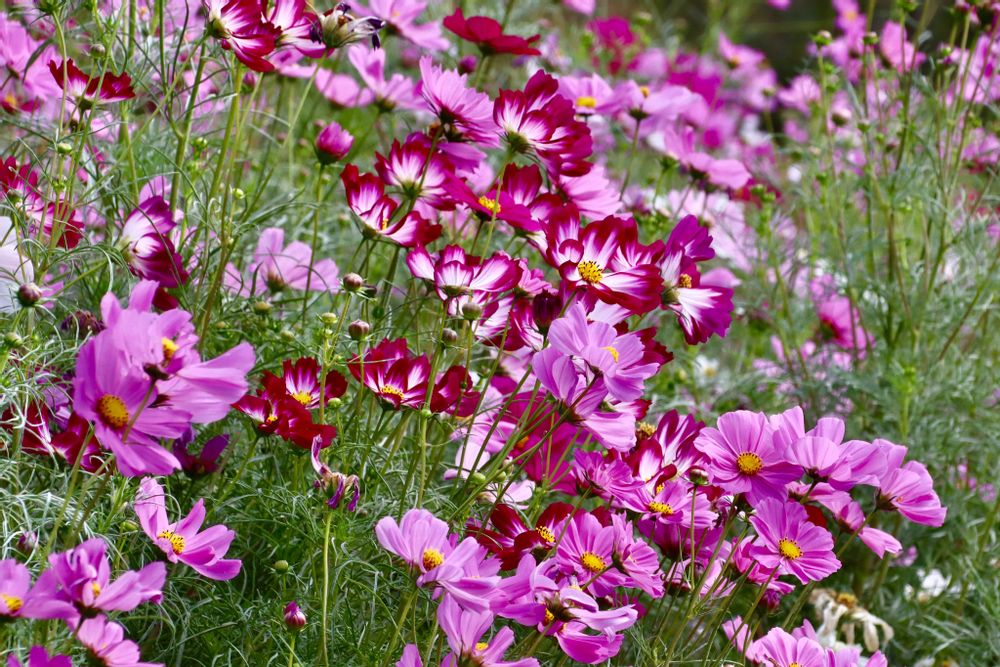 美香さんの里山ガーデン（大花壇）への投稿