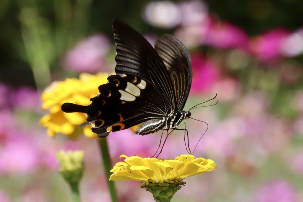 美香さんの里山ガーデン（大花壇）への投稿