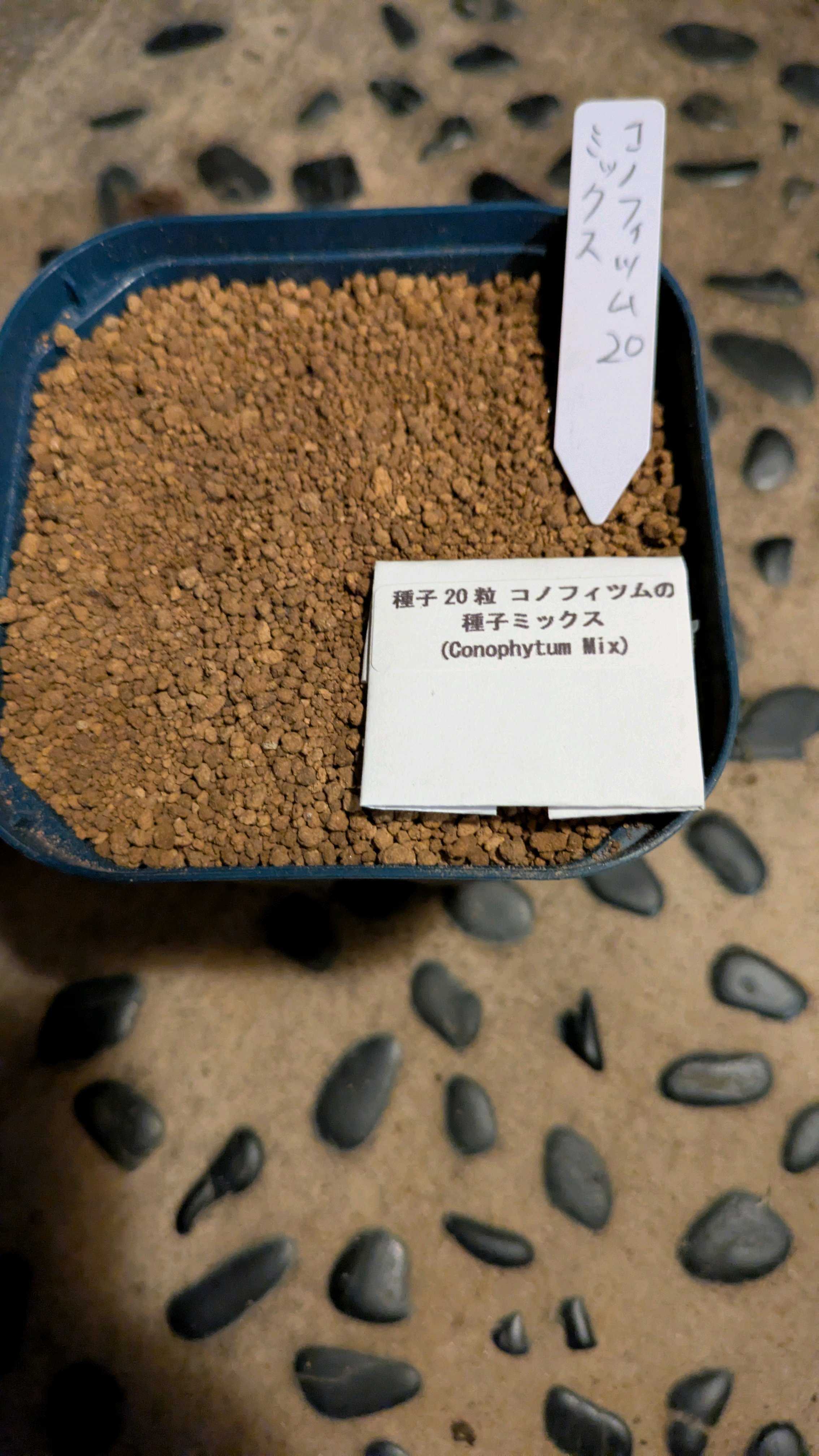 コノフィツムミックス実生記録｜🍀GreenSnap（グリーンスナップ）