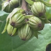 キンギョソウ,キンギョソウ,ツワブキ,ツワブキ,コナギの画像