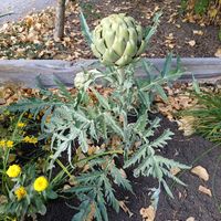 アーティチョーク,カナダの画像