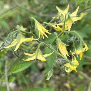 トマト,ミニトマト,夏野菜,ナス科,家庭菜園の画像