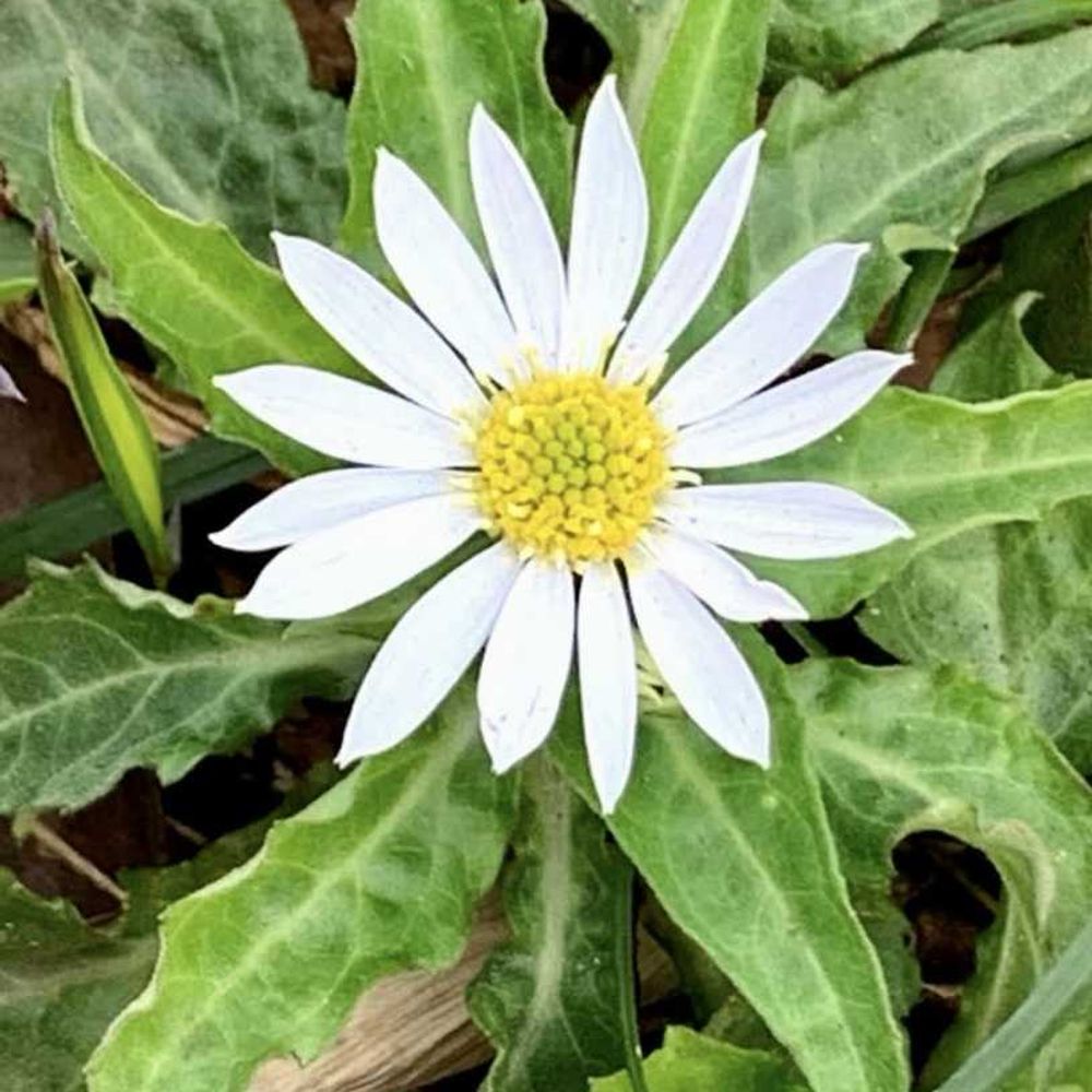 シゲルさんの山下公園への投稿