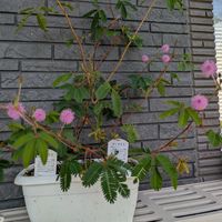 オジギソウ,オジギソウの花,寄せ植え,多肉植物,葉挿しの画像