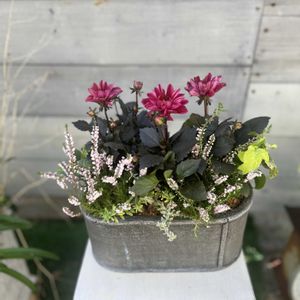 ヘデラ,カルーナ ブルガリス,ウエストリンギア（オーストラリアンローズマリー）,ダリア　テンプテーション,寄せ植えの画像