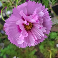 コスモス,コスモス カップケーキ,秋の花,植物のある暮らし,花と緑のある暮らしの画像