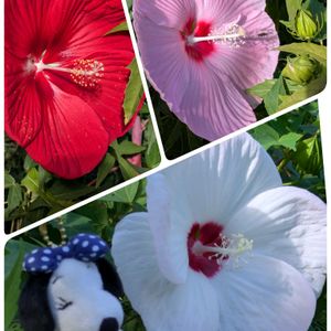 コリウス,ニチニチソウ,フジバカマ,フジバカマ,熱帯スイレンの画像