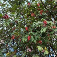 山椒の木,サンショウ,山椒（サンショウ）,可愛らしい,美しいの画像