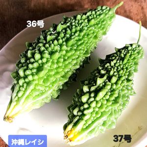 沖縄長レイシ,グリーンカーテン,ゴーヤー,自家製野菜,植物男子ベランダーの画像