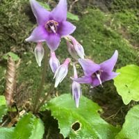 イワタバコ,山野草,登山,トレッキング,ハイキング・登山の画像