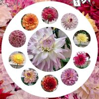 ダリア,ステキ☆,癒し…♡,か〜わい〜,コラージュ仲間達の画像