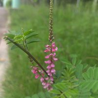 コマツナギ,山野草,東山植物園,山野草大好きの画像