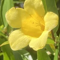 カロライナジャスミン,ビタミンカラー,黄色い花,元気いっぱい,いつも心に太陽をの画像