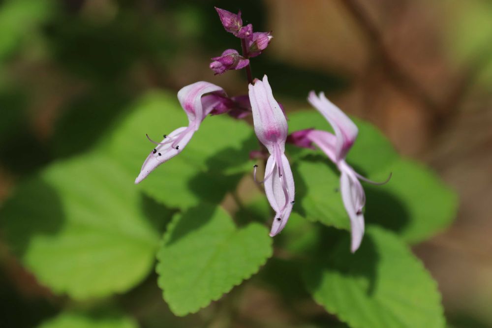 美香さんの里山ガーデン（大花壇）への投稿