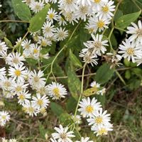 キリンソウ,ヨメナ,ブッドレア（フサフジウツギ）,今を生きる,チーム千葉✿︎の画像