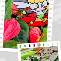 アンスリウム,ガザニア,ニチニチソウ,ハツユキカズラ,JR大阪駅「時空の広場」の画像