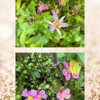 シュウメイギク,ダリア,プレクトランサス,ホトトギス,レモンバーベナの画像