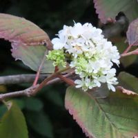 オオデマリの画像