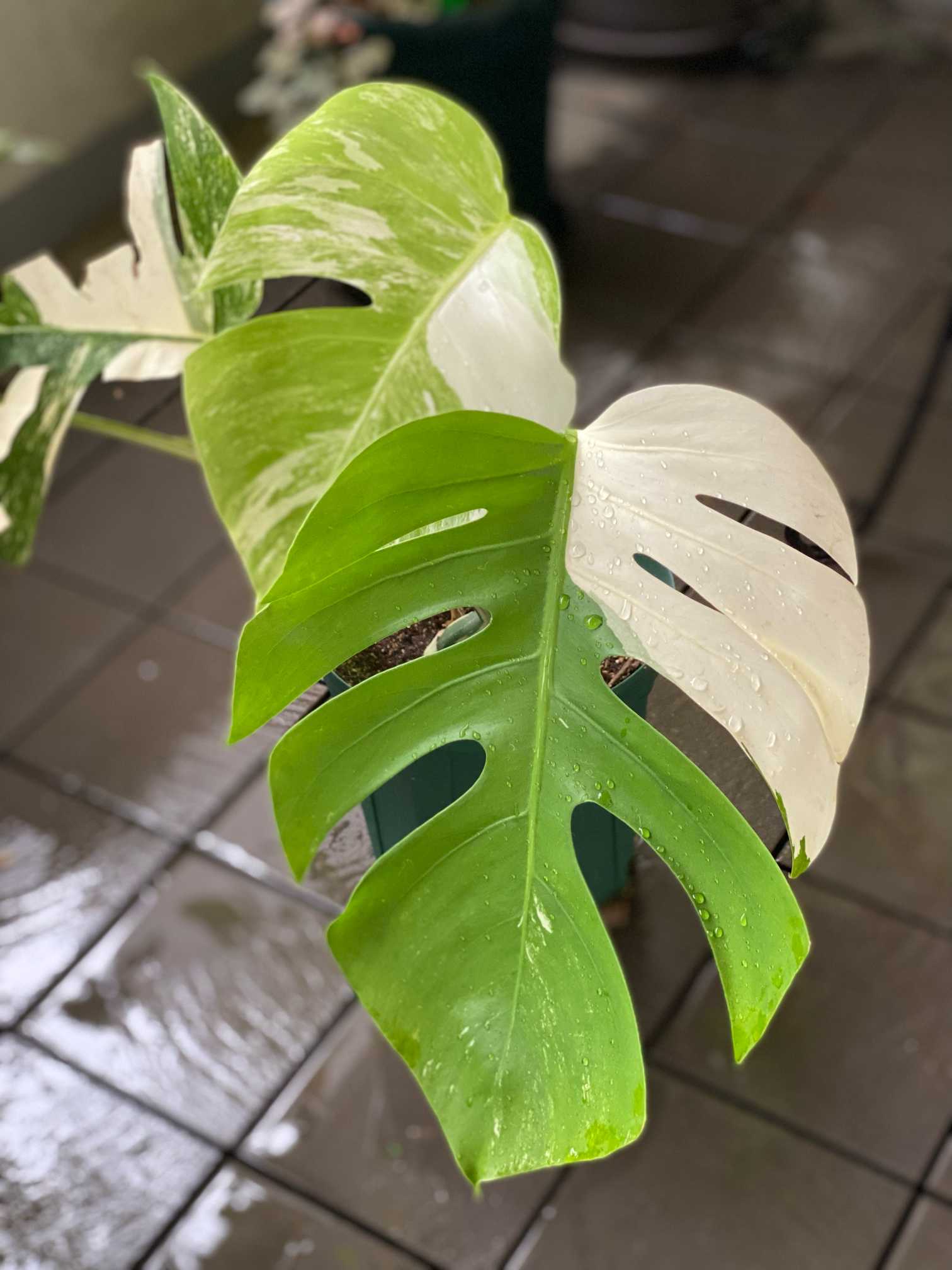 モンステラ班入り　トップカット　美株 斑入りモンステラ トップカット株 成長記録｜🍀GreenSnap（グリーン