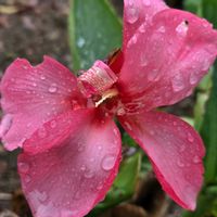 カンナ,カンナ,サトイモ,カキ,里芋の画像