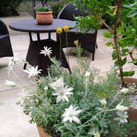 エリカ,クラスペディア,ブラキカム,フランネルフラワー,ジャノメエリカの画像