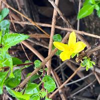 レンギョウの画像