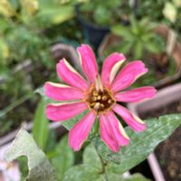 百日草,パクチー,パクチー,サニーレタス,サニーレタスの画像