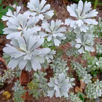 エーデルワイス,キャットテール,モクビャッコウ,アンジェラ,オキザリス・トライアングラリスの画像