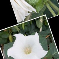 アンゲロニア,ニラ,チョウセンアサガオ,白い花♡,お出かけ先の画像