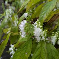 サワギキョウ,シモバシラ,シラタマホシクサ,チーム愛知,Juneの会の画像