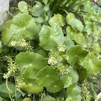 ウォーターマッシュルーム,丸い葉っぱの画像