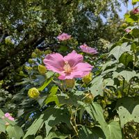 トクサ,芙蓉,アザレアツバキの画像