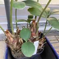 メキシコソテツ,ザミア・フルフラセア,ヒロハザミアの画像