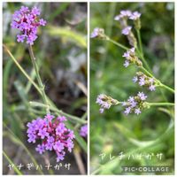 ヤナギハナガサ,アレチハナガサ,花のある暮らし,遊びゴコロ,チーム愛知の画像