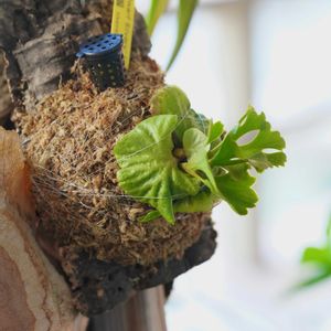 ビカクシダ,ビカクシダ,ビカクシダ リドレイ,ビカクシダ リドレイ,マンションの画像