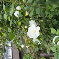 ナニワイバラの画像