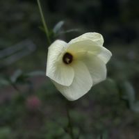 トロロアオイの画像