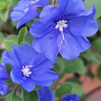 シソ,クレマチス  花炎,アスター・ショーメーカー,エボルブルス ブルーラグーン,植木鉢の画像