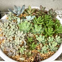 オーロラ,虹の玉,オウレイ,姫秀麗,マッコスの画像