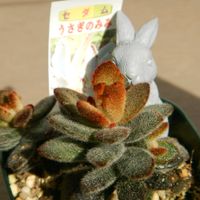 ツルムラサキ,黒法師,うさぎの耳,アイクリソン トルツオサム,名前を教えての画像