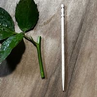 接ぎ木,ばら バラ 薔薇,バラの接ぎ木の画像