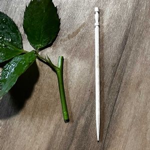 接ぎ木,ばら バラ 薔薇,バラの接ぎ木の画像