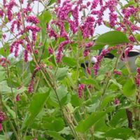 オオケタデの画像