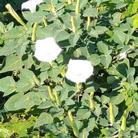 チョウセンアサガオの画像