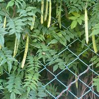 フジ,犬とお散歩,緑が好きの画像